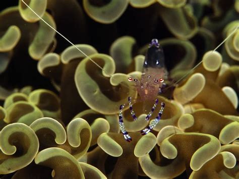sea oddities photos|Underwater Oddities Pictures, Underwater Oddities Photos, .